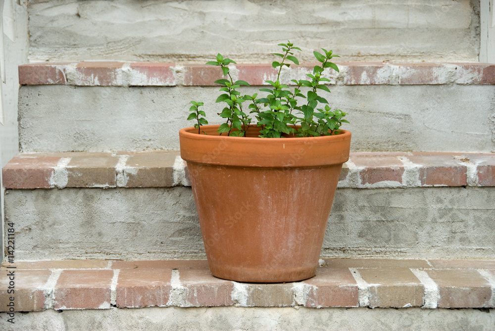 herbs in a terra cotta pot on the steps herbs in a terra cotta pot on the steps