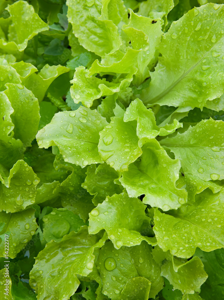 Salad Salad