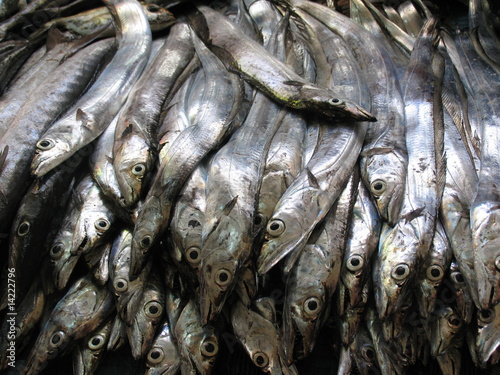 Silver Fish