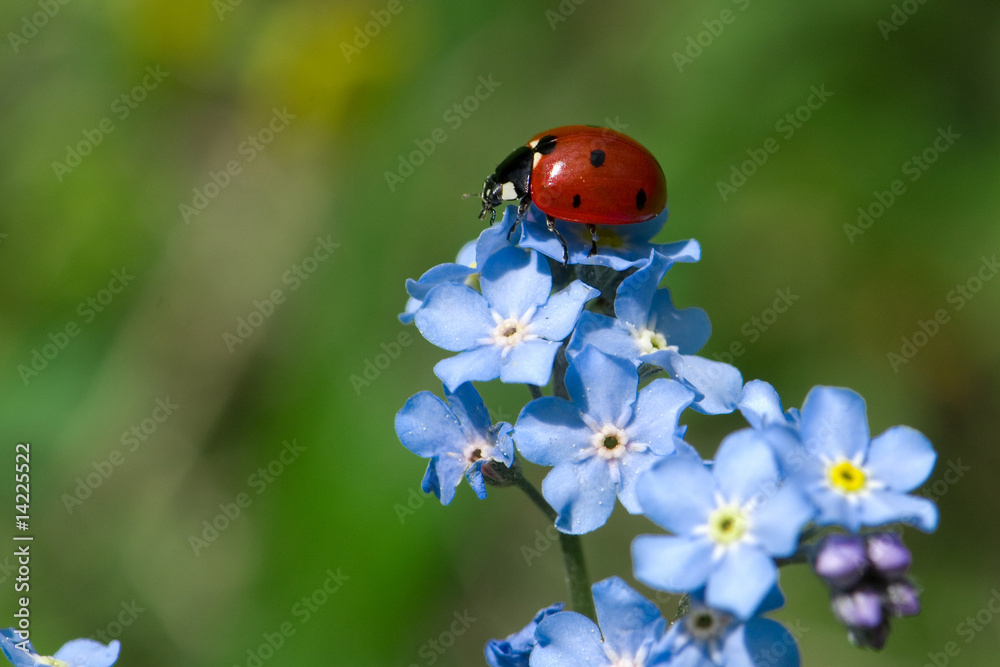 Obraz premium Ladybug on flower