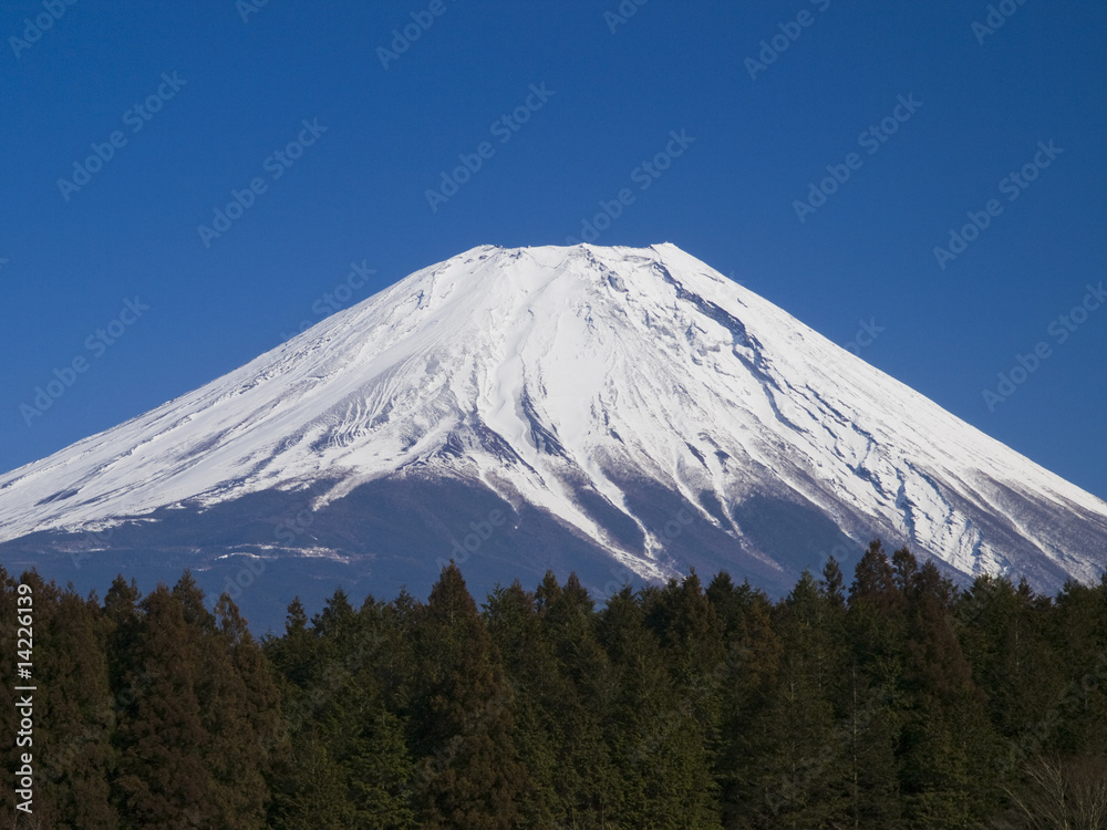 富士山と森林 富士山と森林