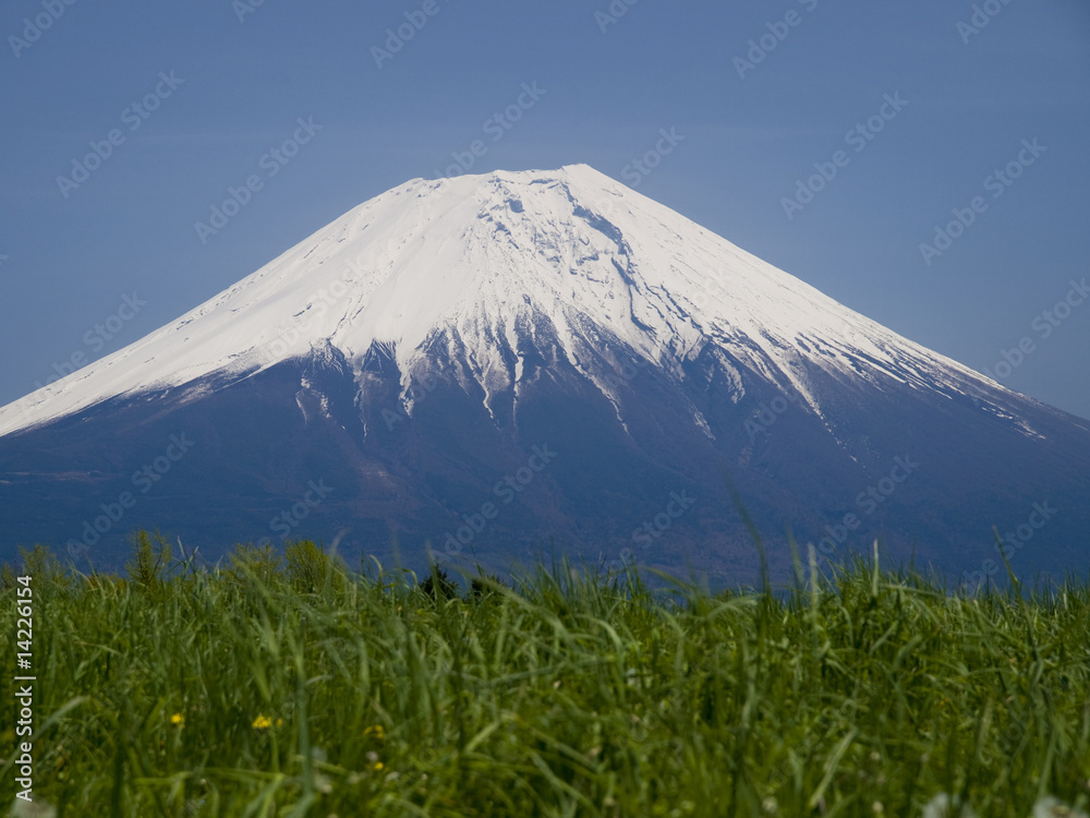 富士山と草原