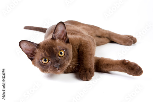 Burmese kitten on white background photo