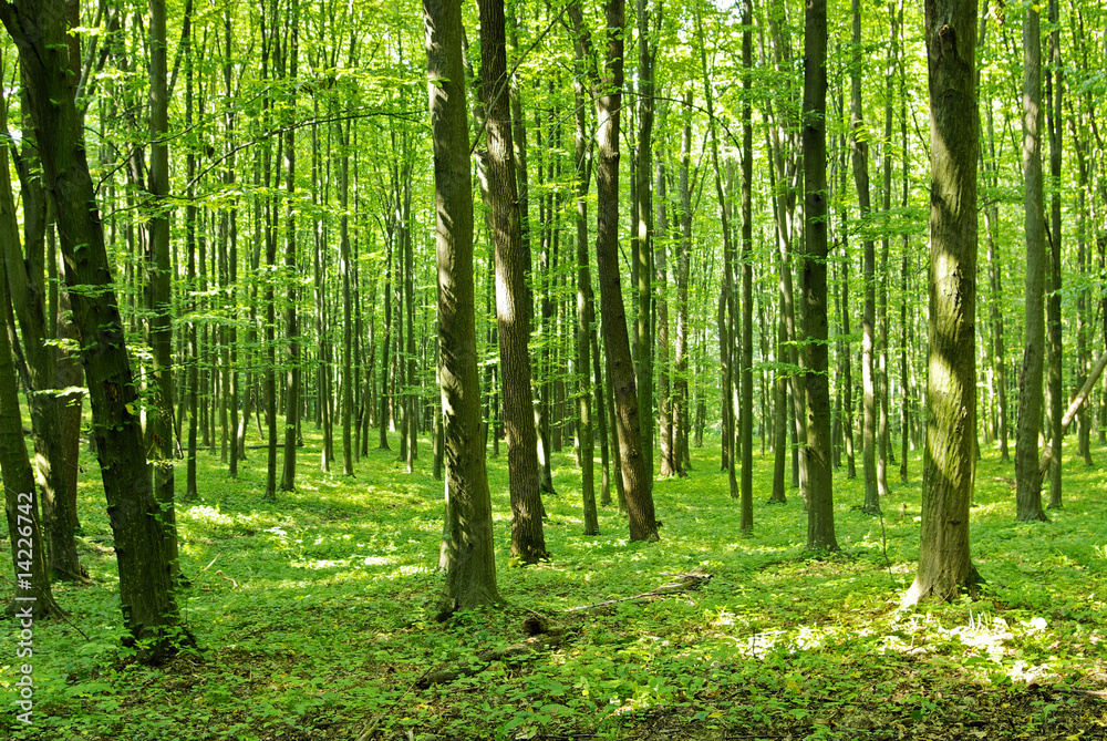 Fototapeta premium Las