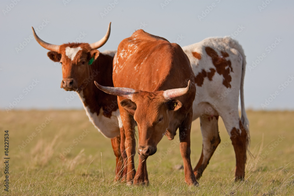Long-Horned Cattle