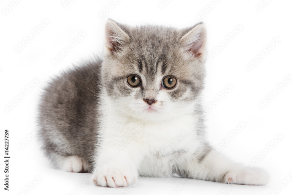 British kitten on white background