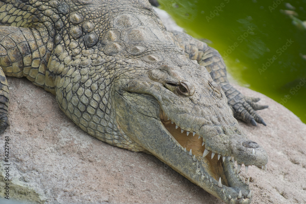 Obraz premium Alligatore del mississipi - Alligator Mississipiensis