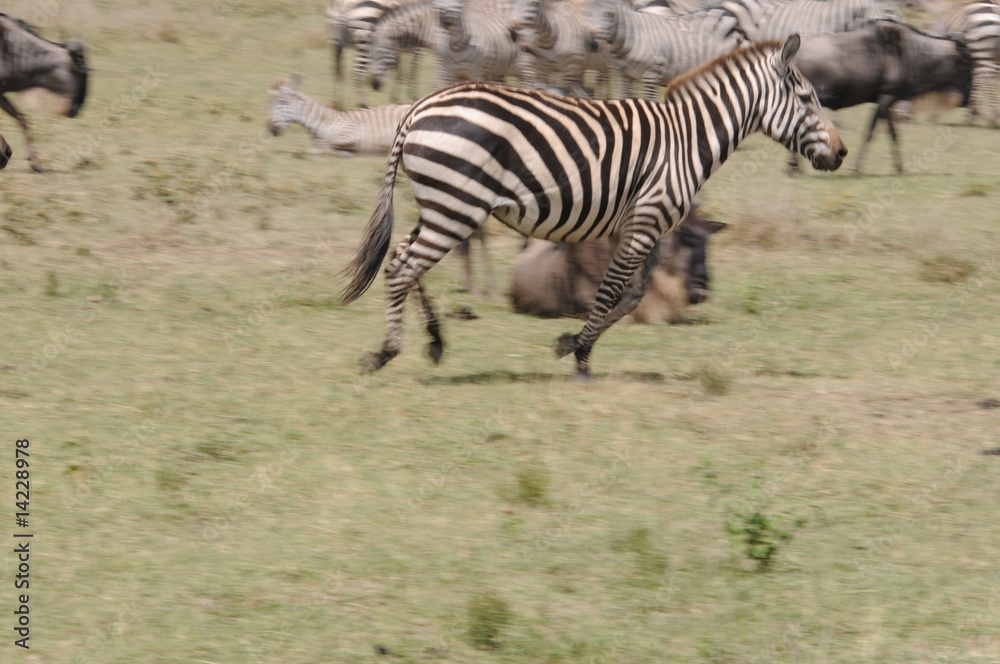 Naklejka premium Zebra