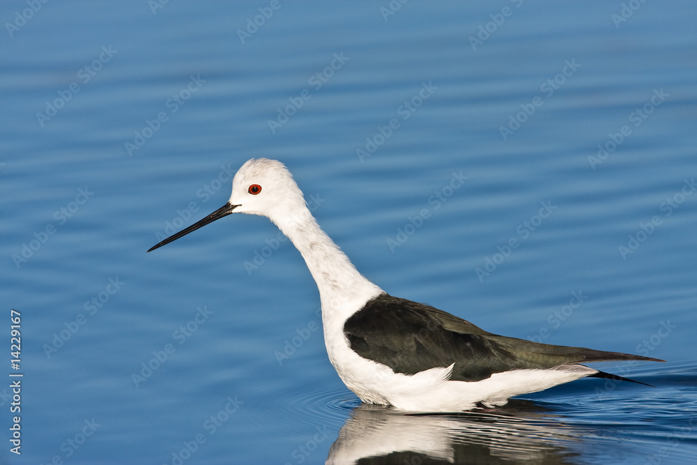 Obraz premium Black-winged Stilt