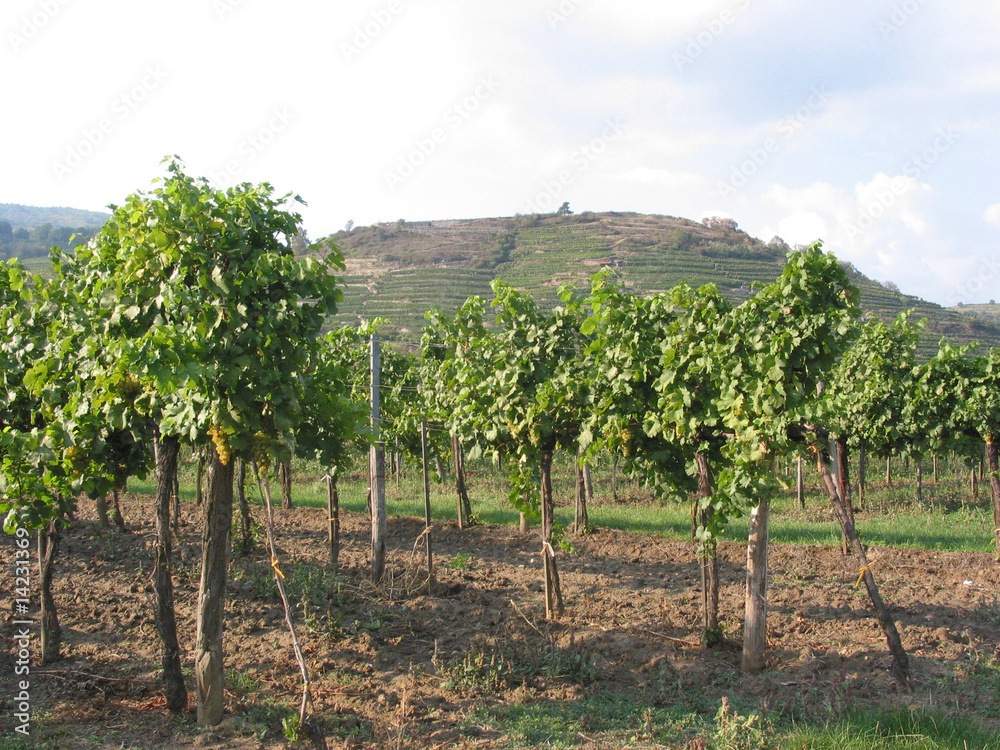 Wachau - Weinland Wachau - Weinland