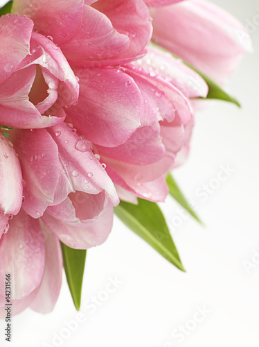 Fototapeta Naklejka Na Ścianę i Meble -  pink tulips flowers