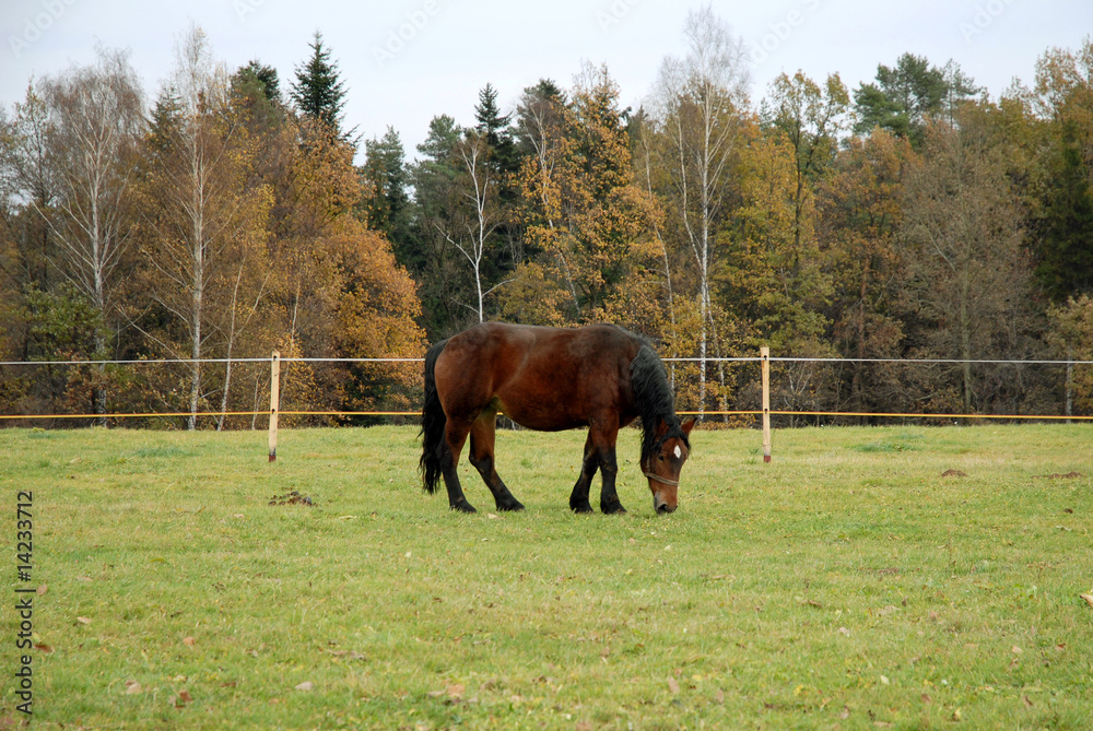 koń