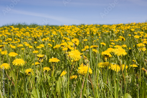 Field of yellow dandelions © Rafal Olechowski