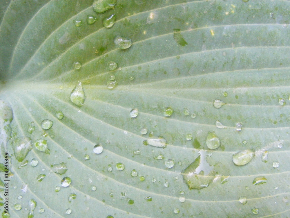 Obraz premium the detail of leaf