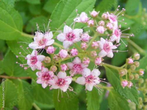 Wallpaper Mural the rose's flowers Torontodigital.ca