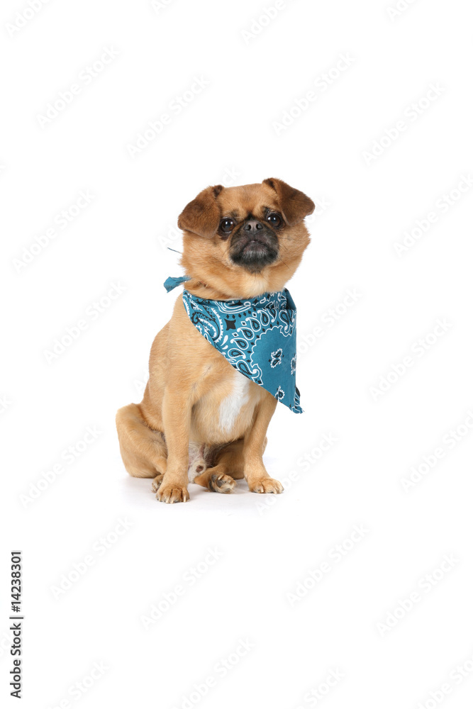 small tan dog with floppy ears and a blue scarf