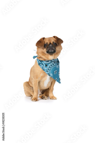 small tan dog with floppy ears and a blue scarf