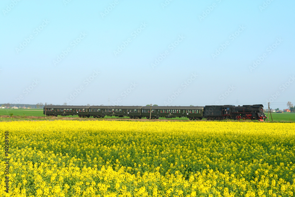 Steam retro train passing the rapeseed field