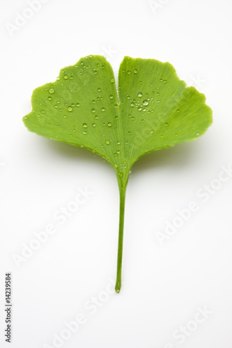 Ginkgoblatt