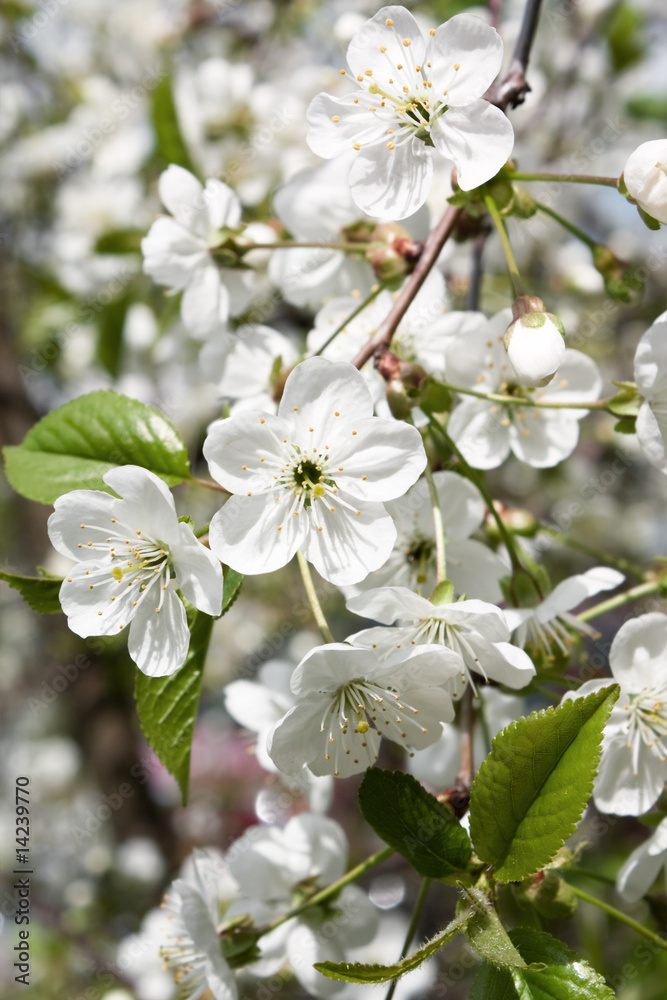 Spring cherry blossoms Spring cherry blossoms