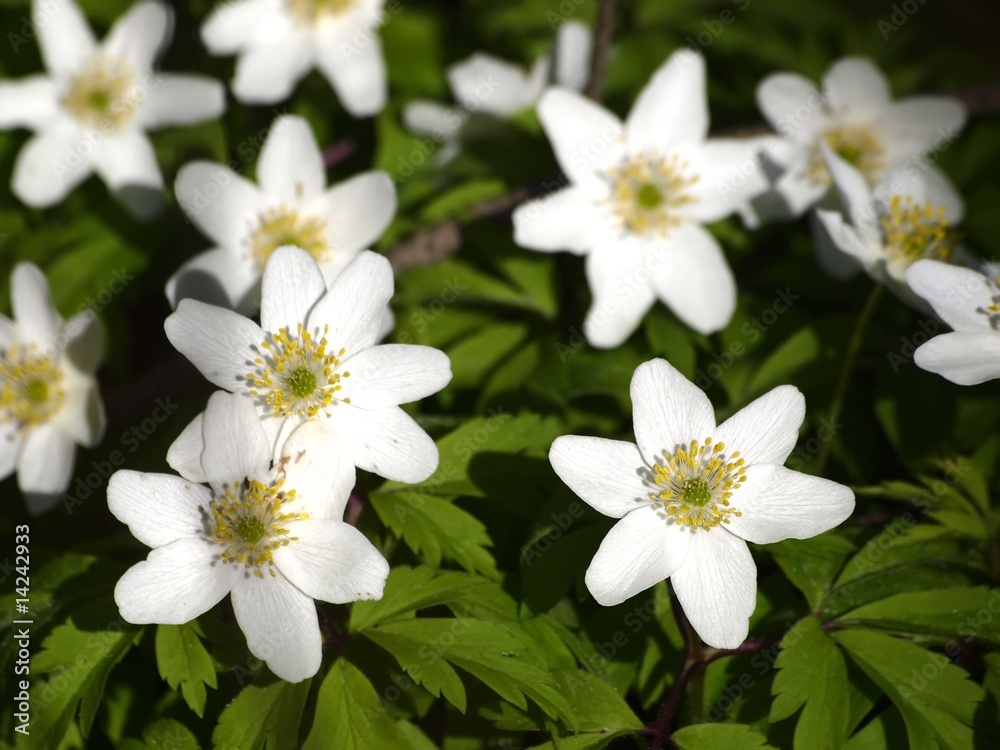 Anemone nemorosa Anemone nemorosa