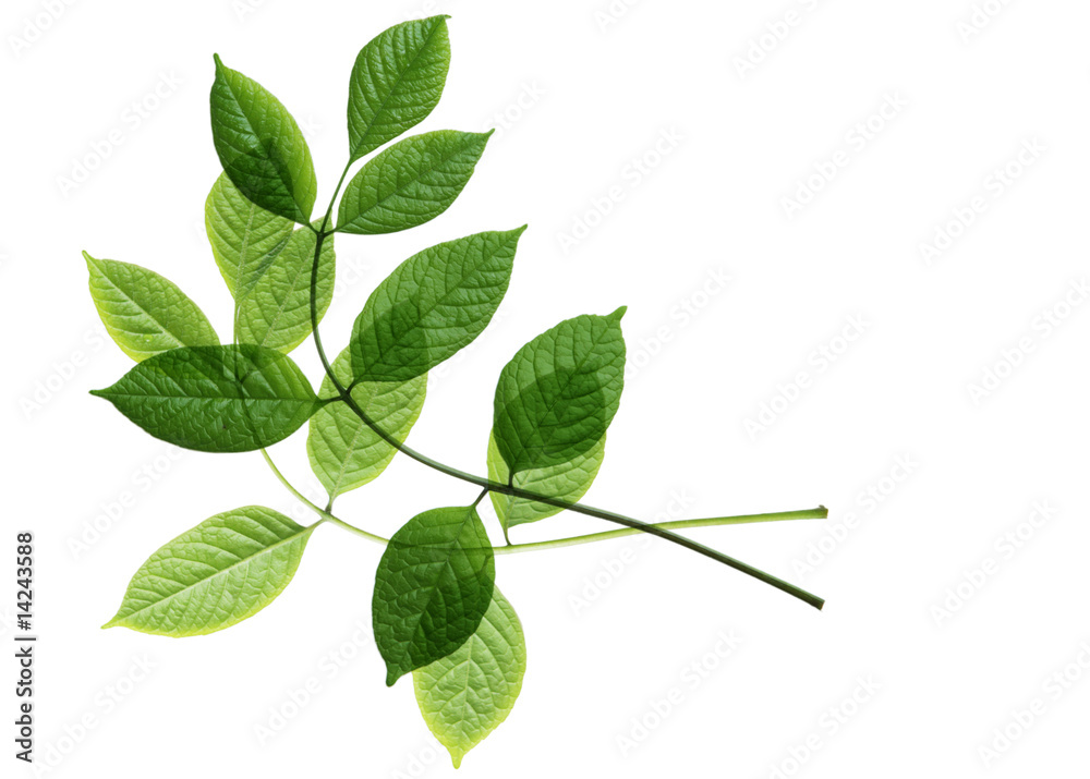 Fototapeta premium Young leaves on branches