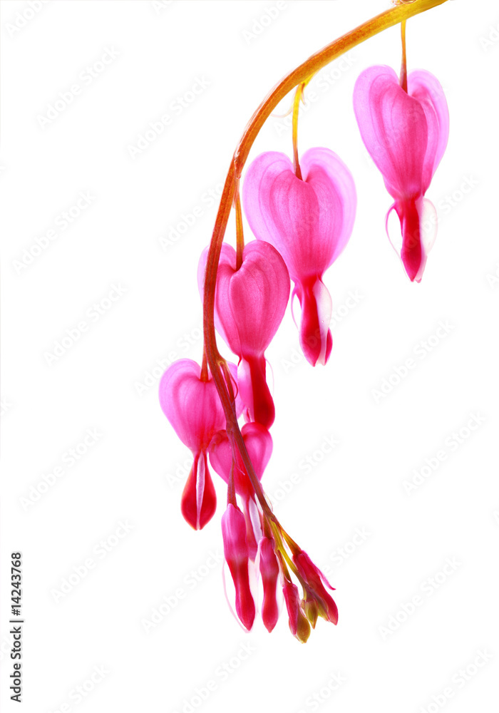Fototapeta premium Bleeding Heart