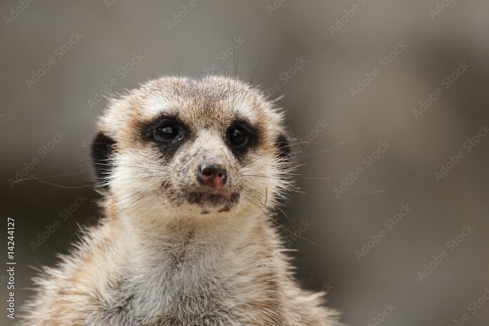Erdmännchen (Suricatta suricatta) schaut neugierig in die Kamera Erdmännchen (Suricatta suricatta) schaut neugierig in die Kamera