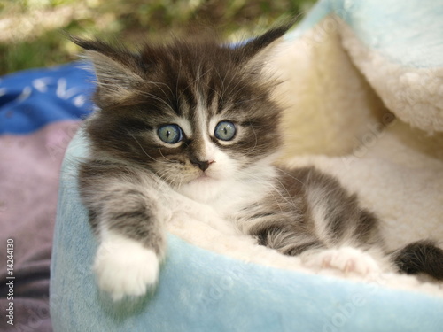Canvastavla Chaton maine coon dans son panier