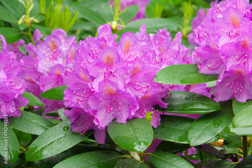 Rhododendron 13