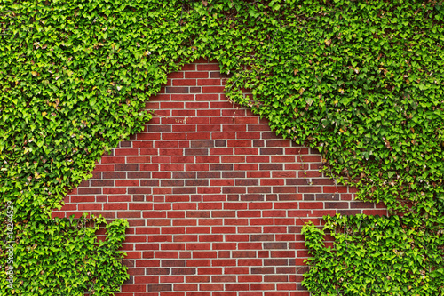 Brick Wall and Ivy