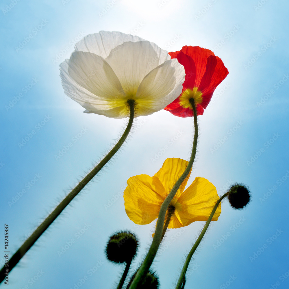 Fototapeta premium happy mohnday