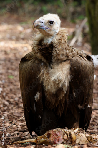 vautour moine,aegypius monachus