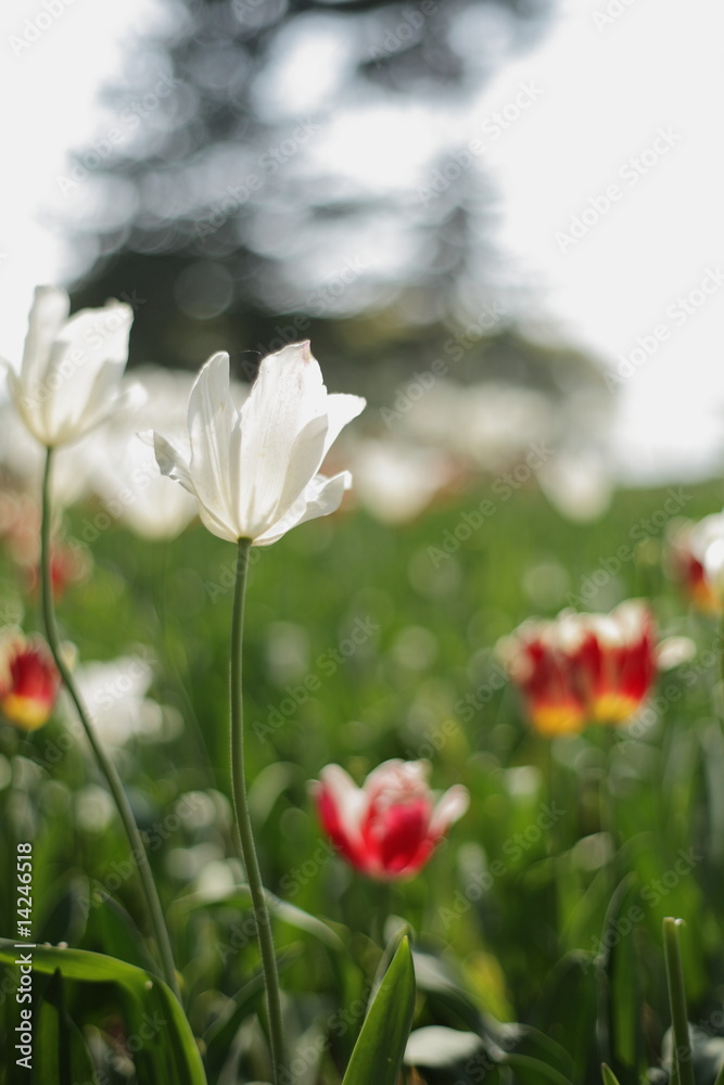Fototapeta premium Tulips at Hitachi-Kaihin park