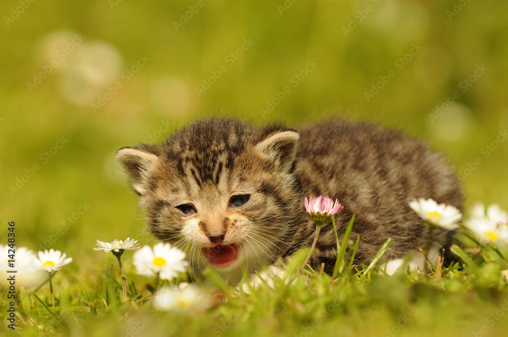 Katzenkind Katzenkind