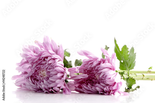 Wallpaper Mural chrysanthemum Torontodigital.ca