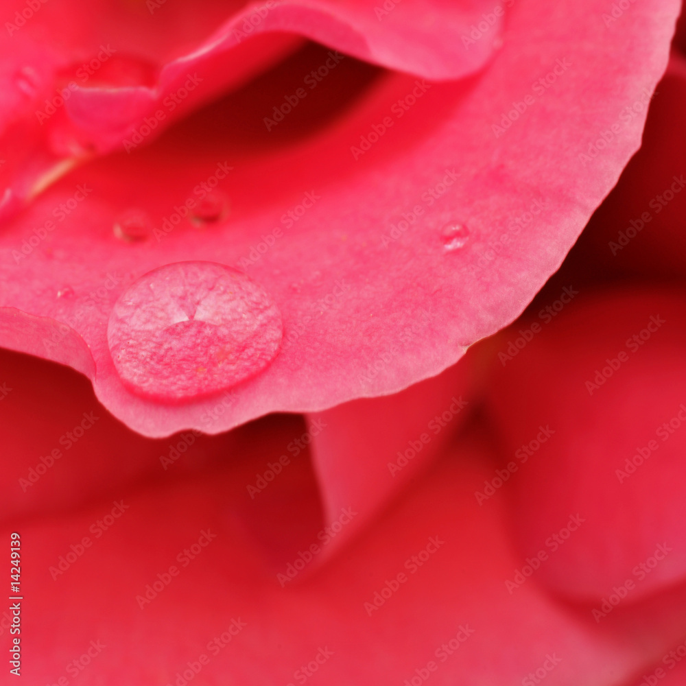 Fototapeta premium goutte de rose