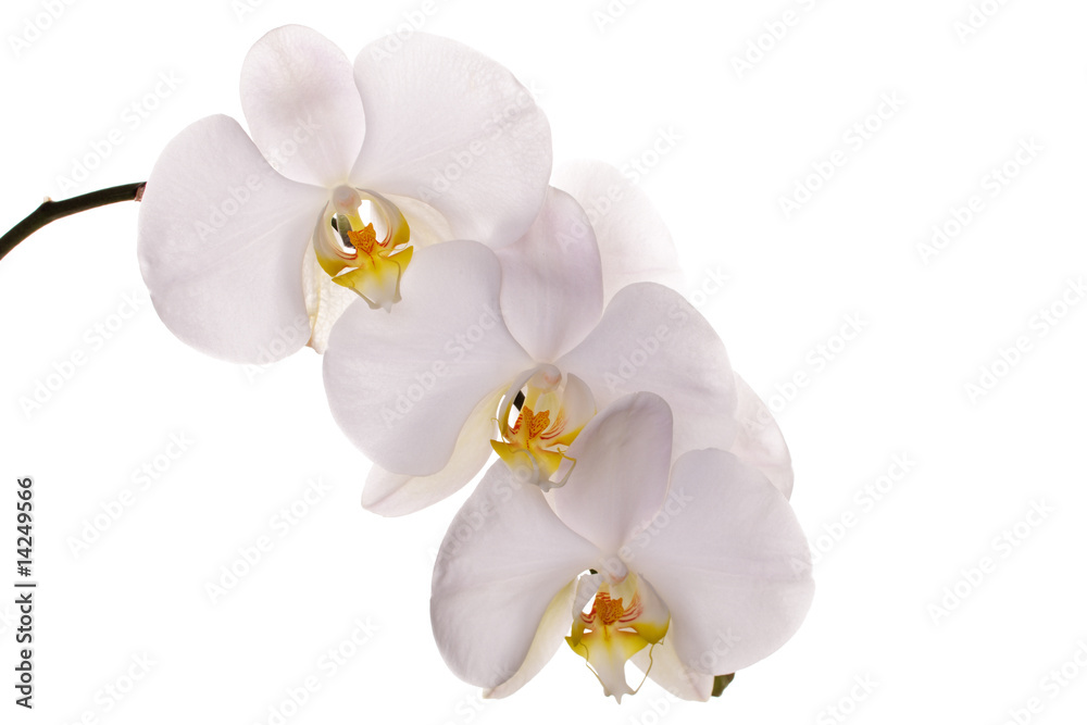 Obraz premium Orchideen Blüten