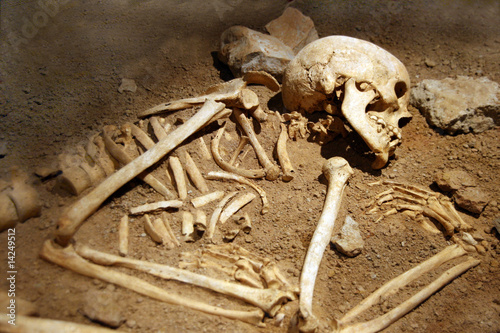 human bones photo