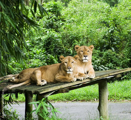 female lions resting