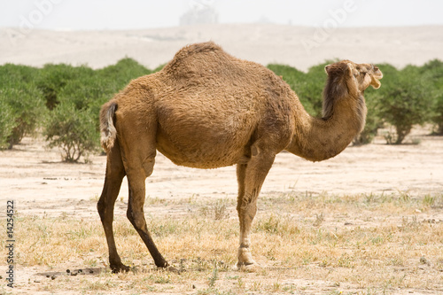 Camel © Vladimir Liverts