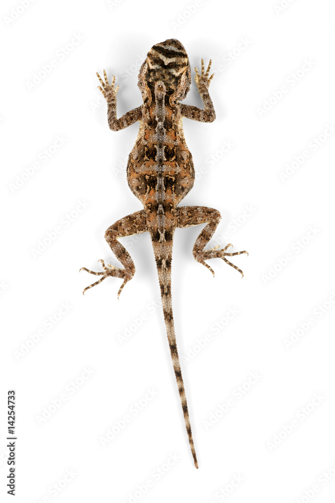 Naklejka premium Female African ground agama (Agama aculeata) on white