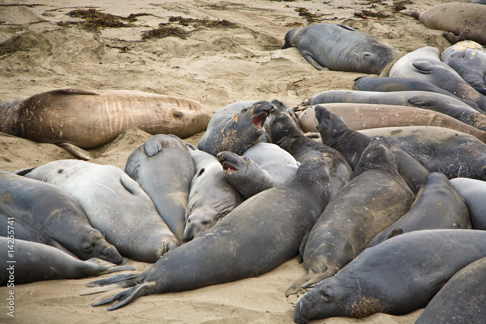 Fototapeta premium gruppe von Seelöwen am Strand bei San Simeon im STREIT