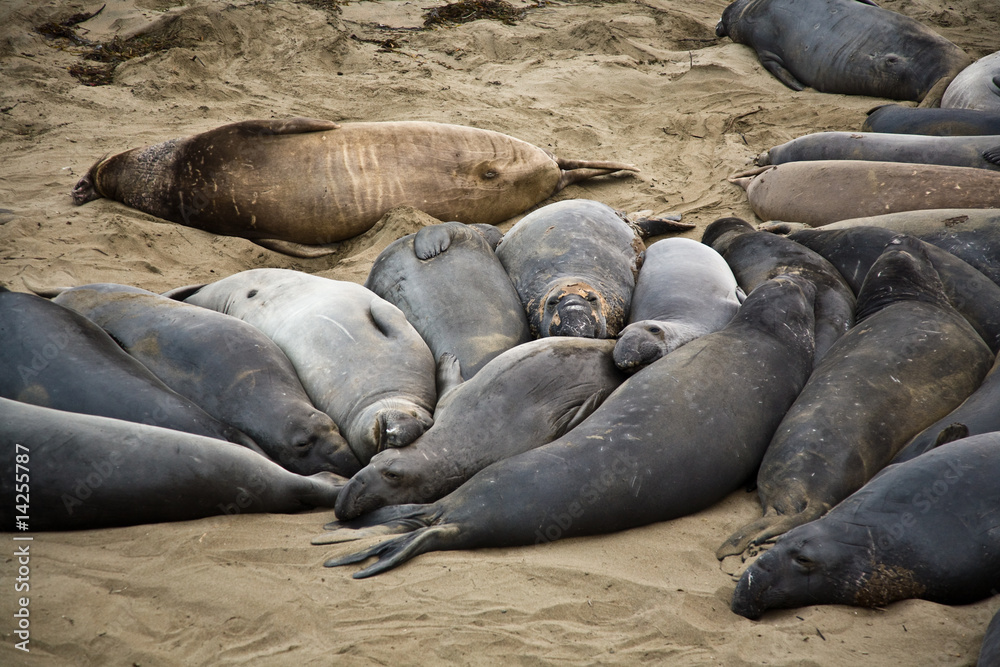 Obraz premium Gruppe von Seelöwen am Strand bei San Simeon, Tiere ruhen