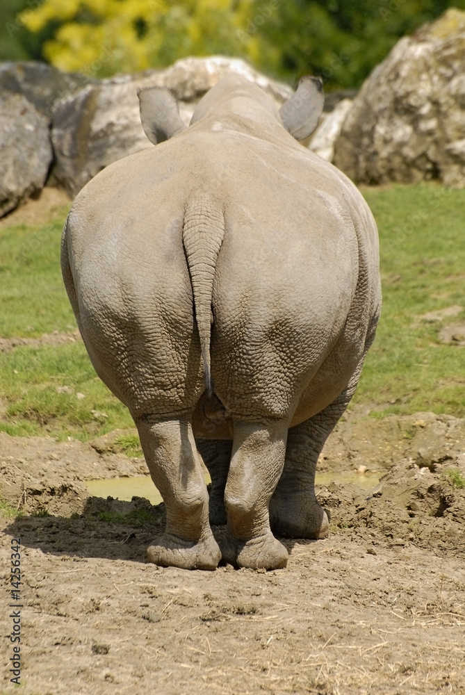Naklejka premium Derrière de rhinocéros blanc
