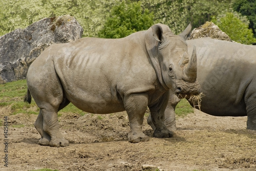 Rhinocéros blanc qui mange