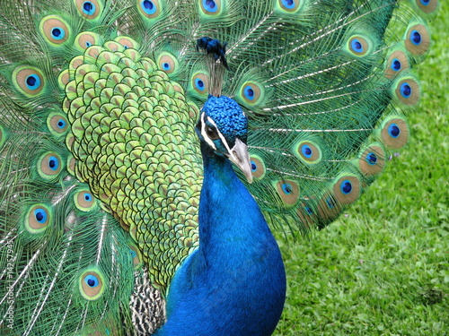 Le paon bleu.