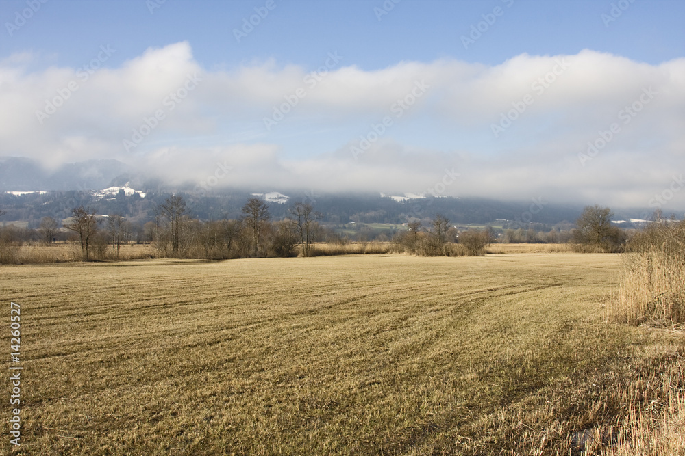 Fototapeta premium wiese