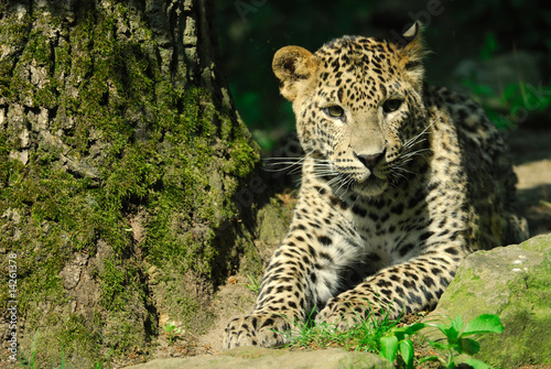 Sri Lanka Leopard