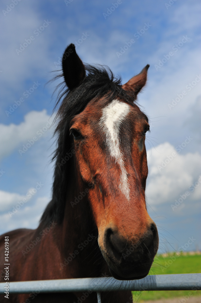 Obraz premium Beautiful brown horse